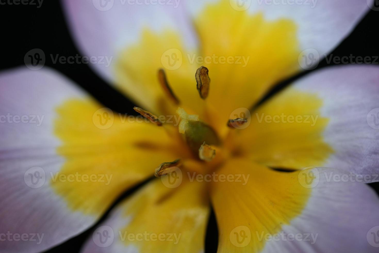 flor flor close up crocus vernus family iridaceae botânica foto