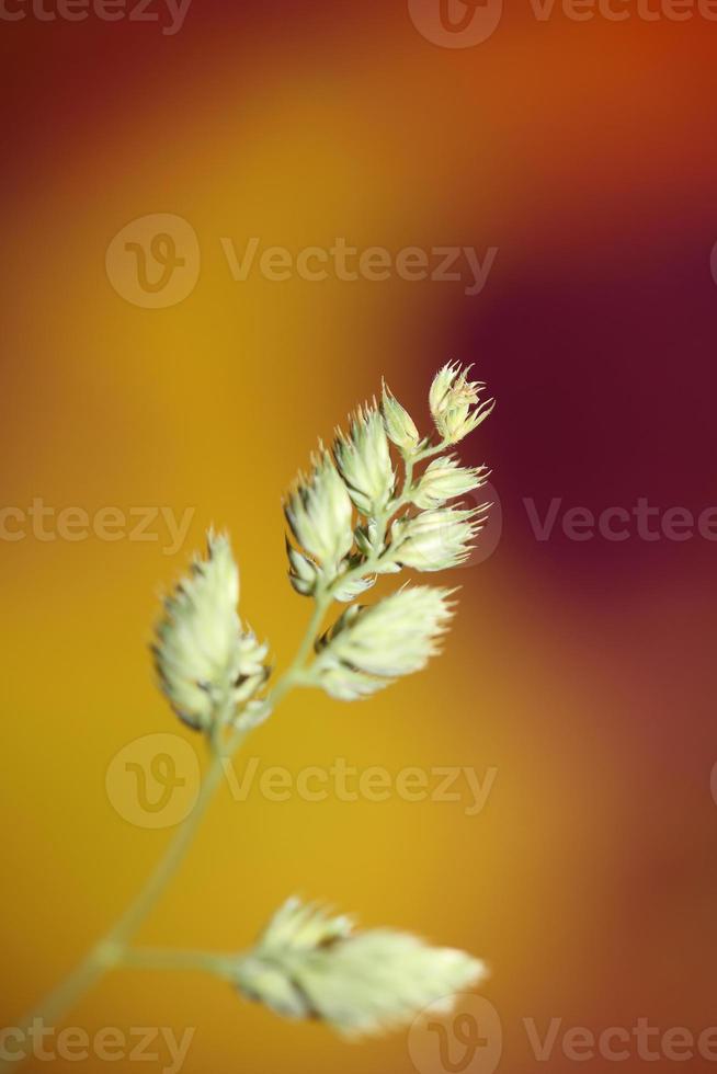 flor close up background modern dactylis glomerata family poaceae foto