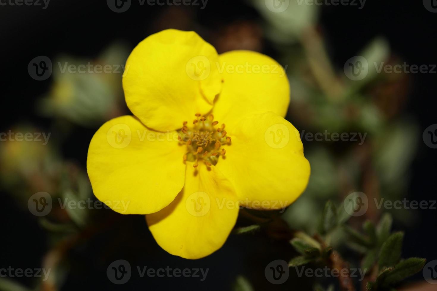 flor flor close up dasiphora fruticosa família thymelaeaceae foto