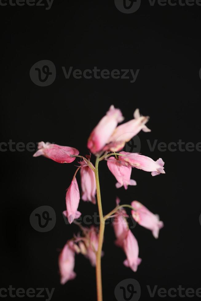 flor flor close up dicentra formosa família papaveraceae foto