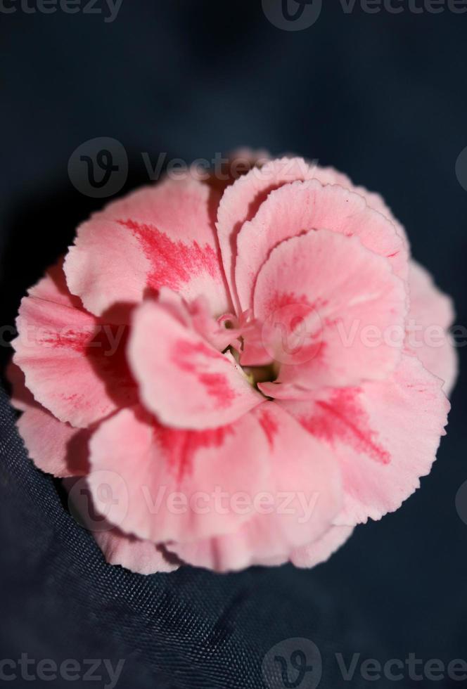 flor de flor macro dianthus caryophyllus família caryophyllaceae foto