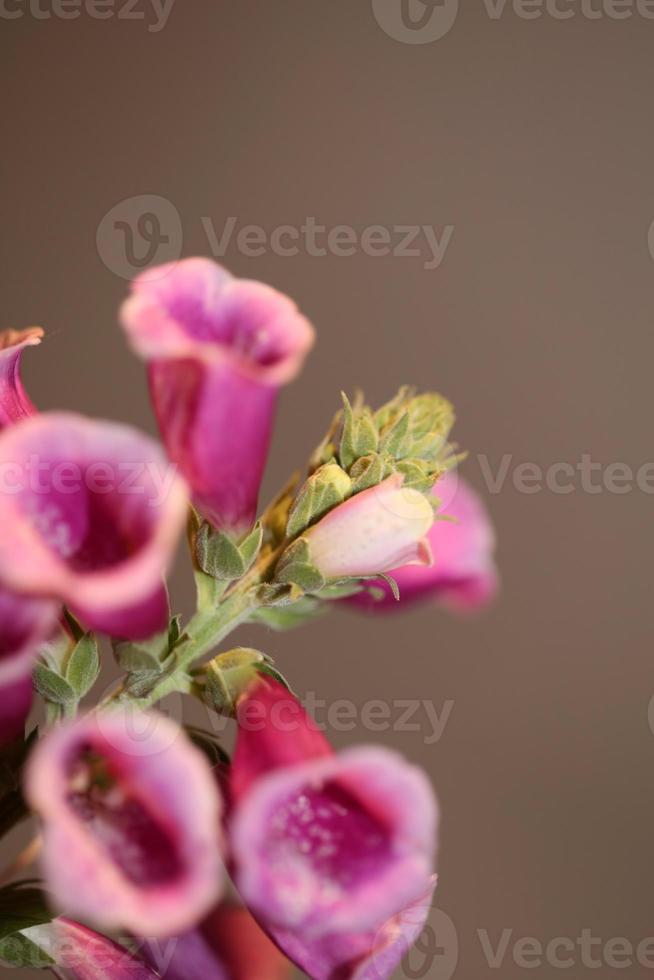 flor flor close up digitalis purpurea família plantaginaceae foto