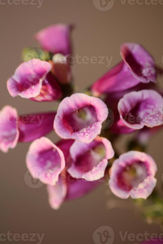 flor flor close up digitalis purpurea família plantaginaceae foto