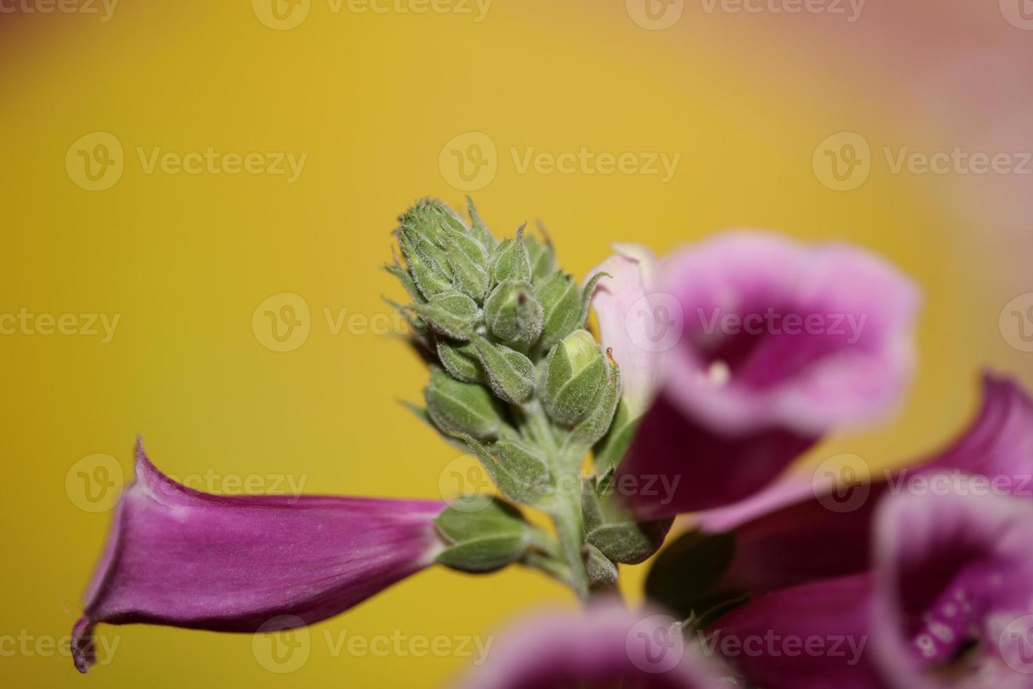 flor flor close up digitalis purpurea família plantaginaceae foto