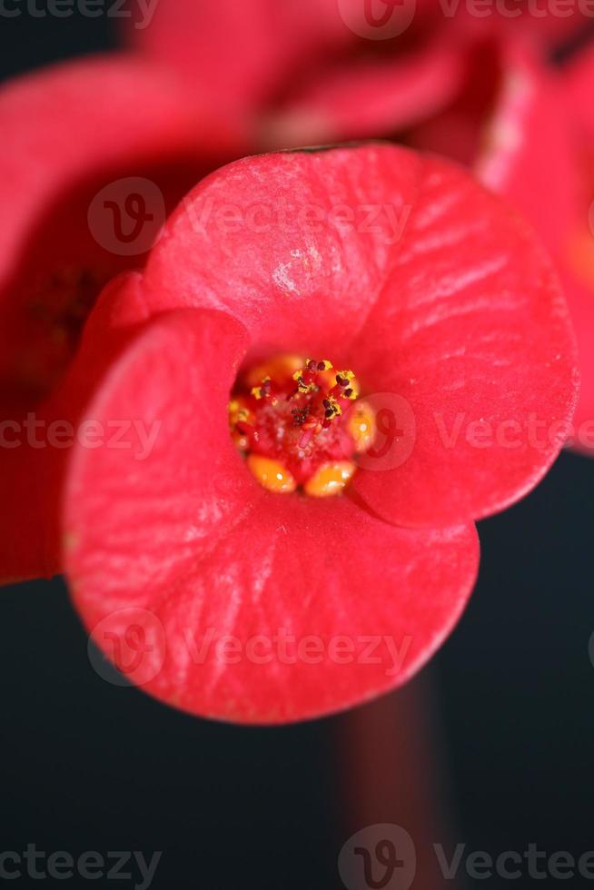 flor close up euphorbia milii family euphorbiaceae botanicaly foto