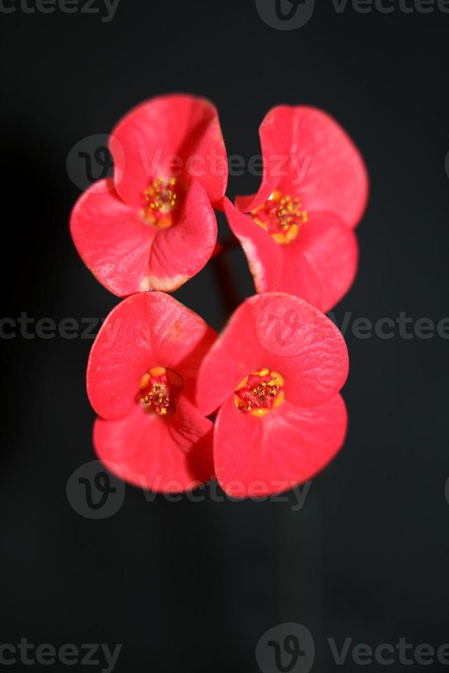 flor close up euphorbia milii family euphorbiaceae botanicaly foto