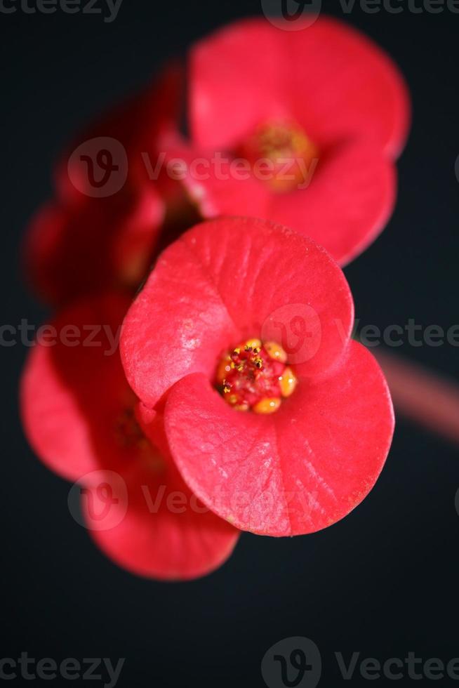 flor close up euphorbia milii family euphorbiaceae botanicaly foto