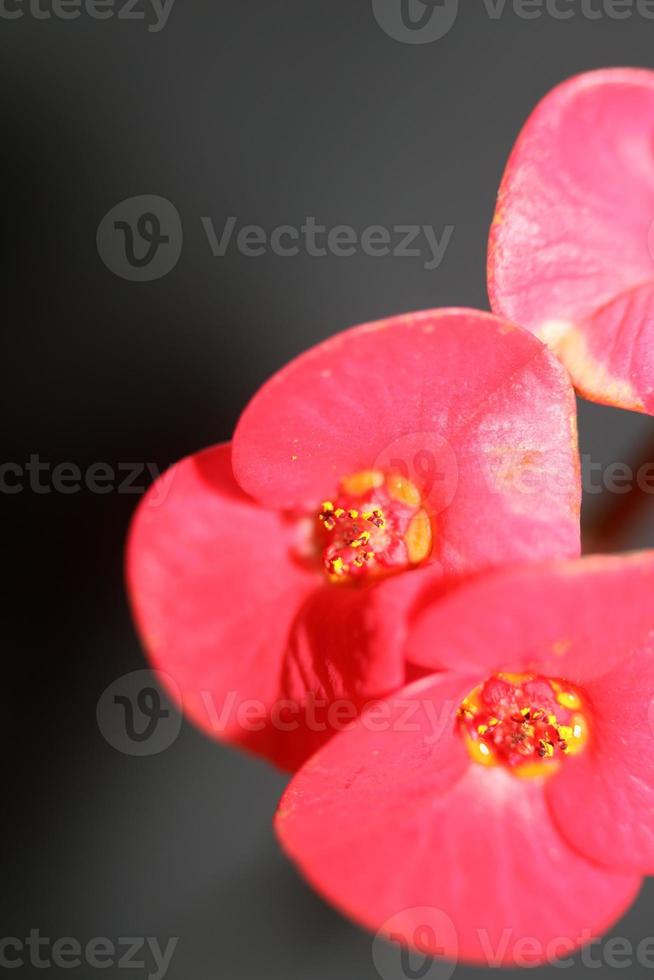 flor close up euphorbia milii family euphorbiaceae botanicaly foto