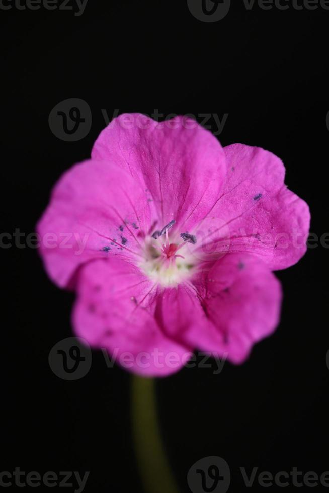 flor flor close up background geranium foto