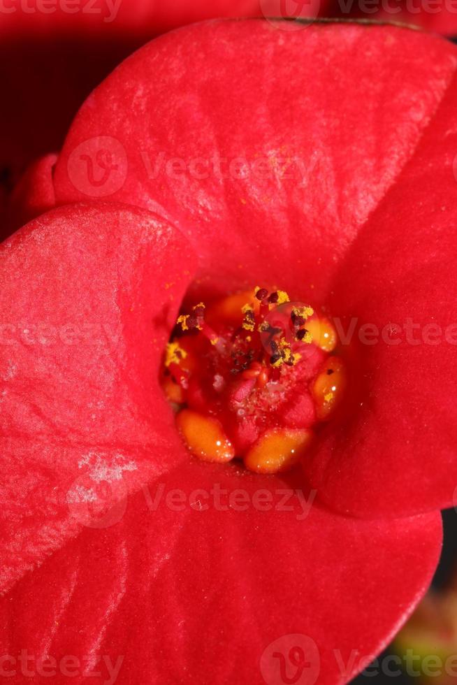 flor close up euphorbia milii family euphorbiaceae botanicaly foto