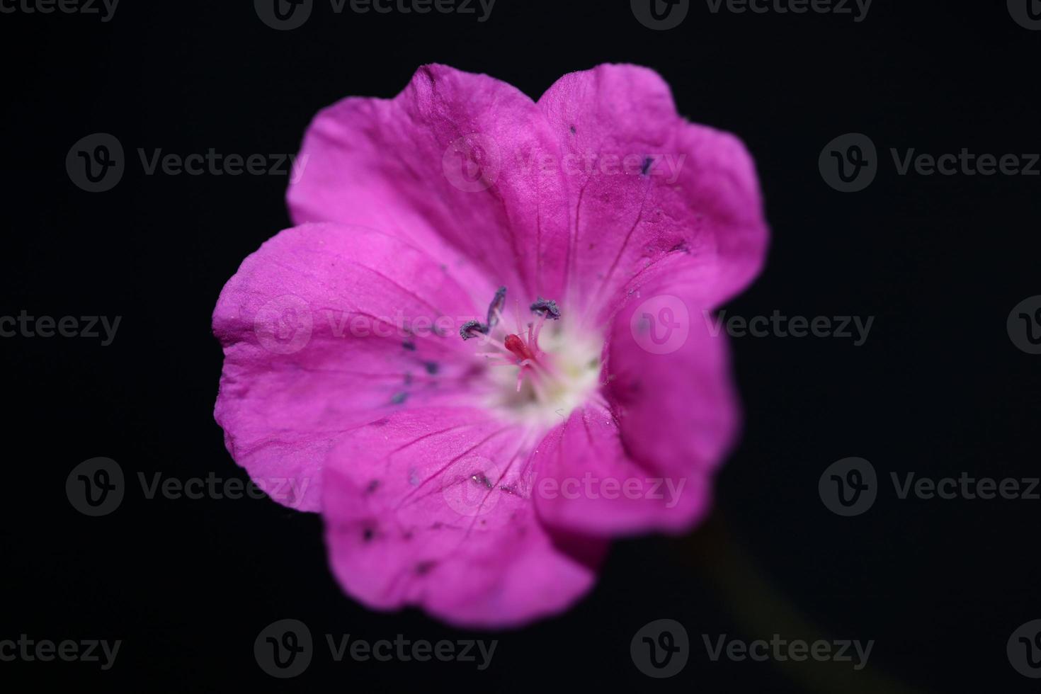 flor flor close up background geranium foto