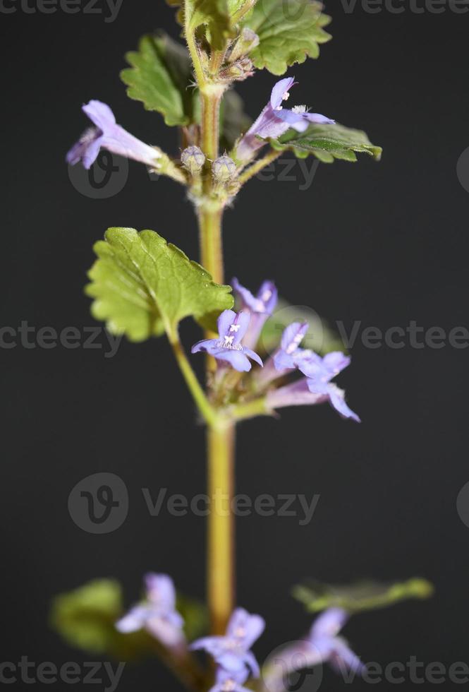 flor da flor glechoma hederacea l. família lamiaceae botânica foto