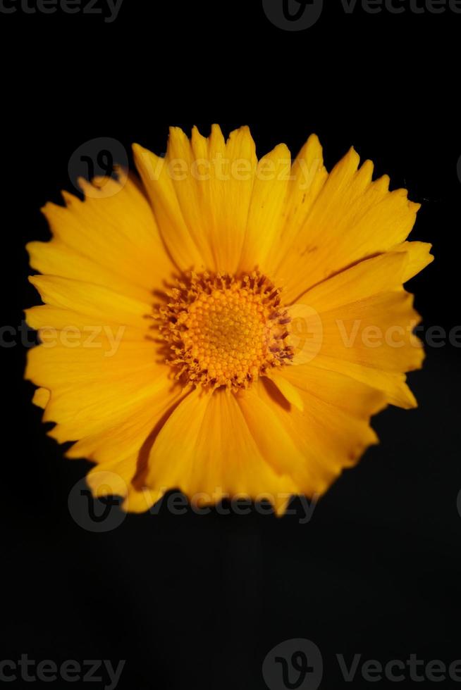 flor de flor macro botânica helianthus giganteus family compositae foto