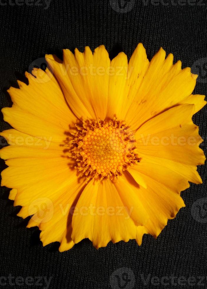 flor de flor macro botânica helianthus giganteus family compositae foto