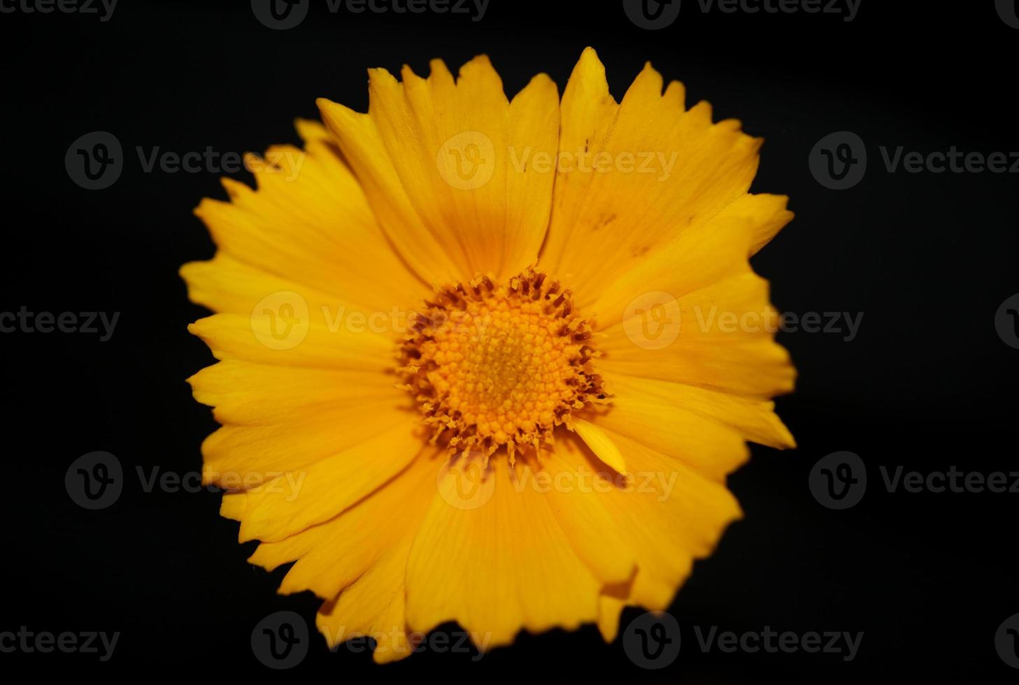 flor de flor macro botânica helianthus giganteus family compositae foto