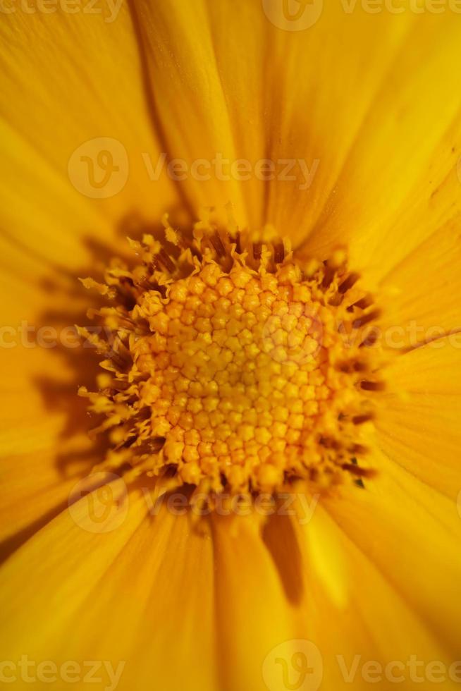 flor de flor macro botânica helianthus giganteus family compositae foto