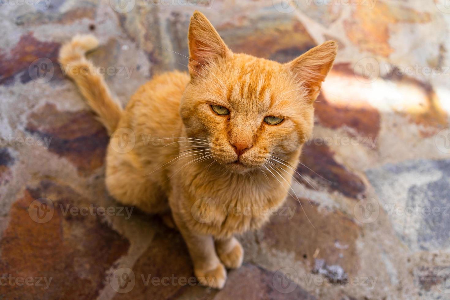 doce gatinho gengibre preguiçoso - gatinho laranja de perto foto