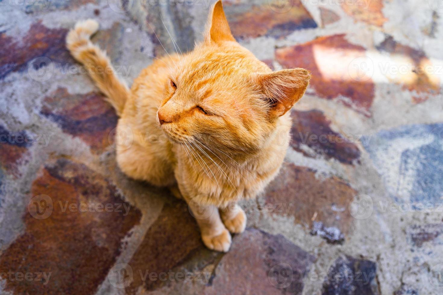 doce gatinho gengibre preguiçoso - gatinho laranja de perto foto