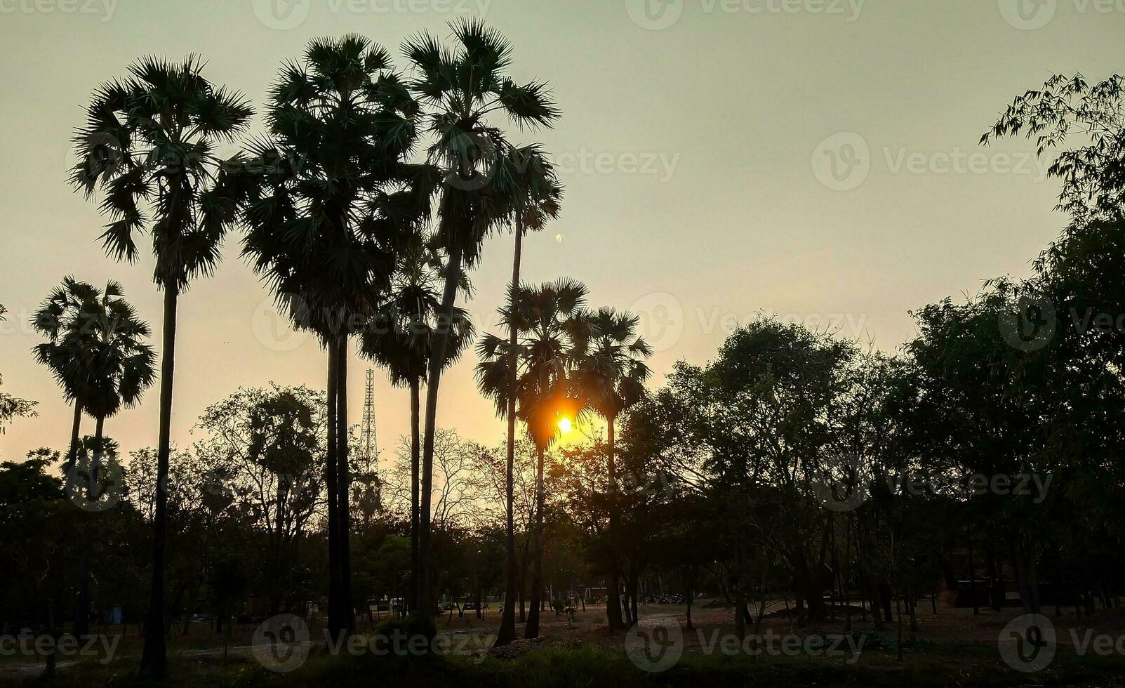 uma lindo pôr do sol dentro a campo do tailândia, dentro a Sombrio sombra do açúcar Palmeiras e árvores foto