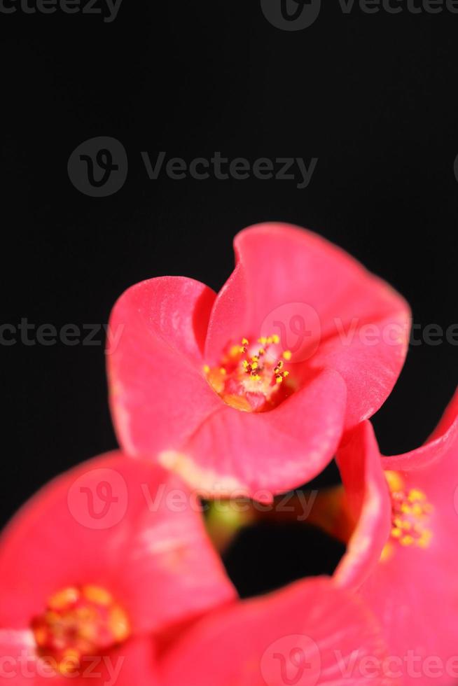 flor close up euphorbia milii family euphorbiaceae botanicaly foto