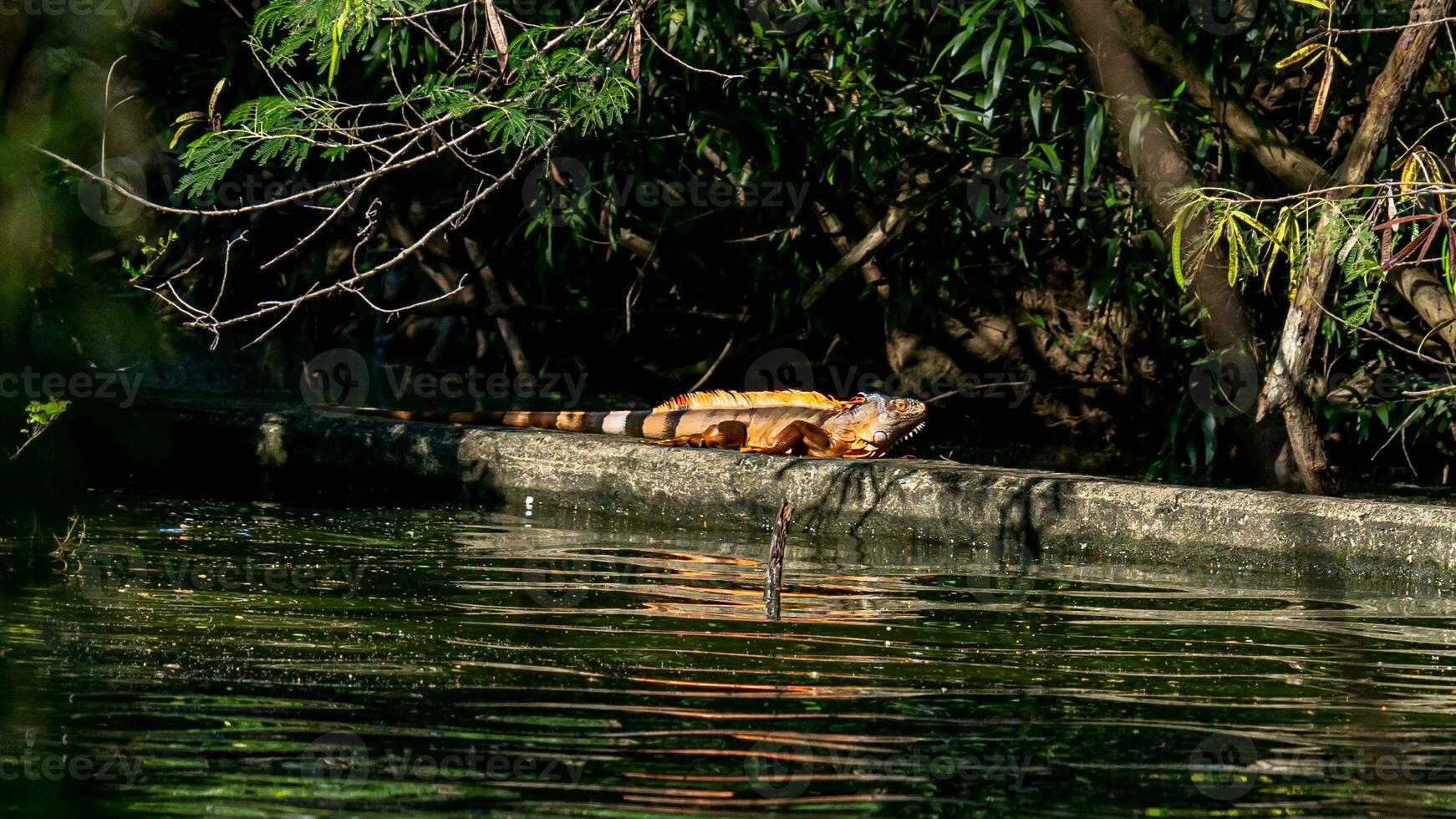 iguana em repouso em a Beira do a água foto