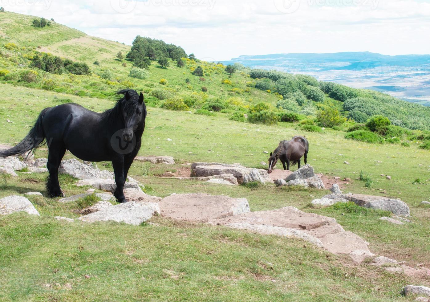 lindo cavalo selvagem preto e cavalo marrom no meio de um prado na montanha foto