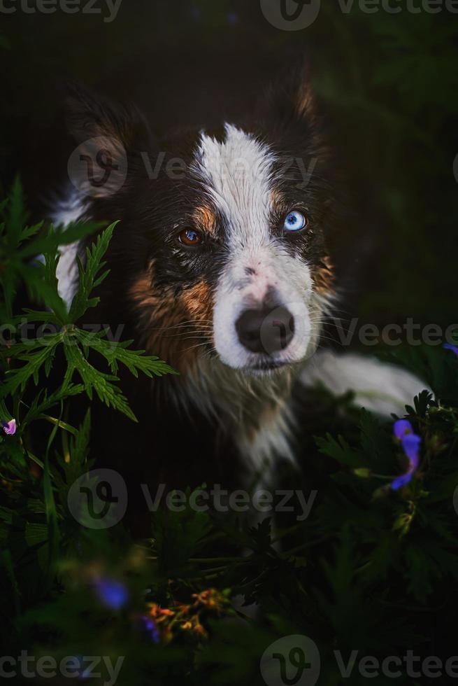 retrato de detalhe de border collie foto