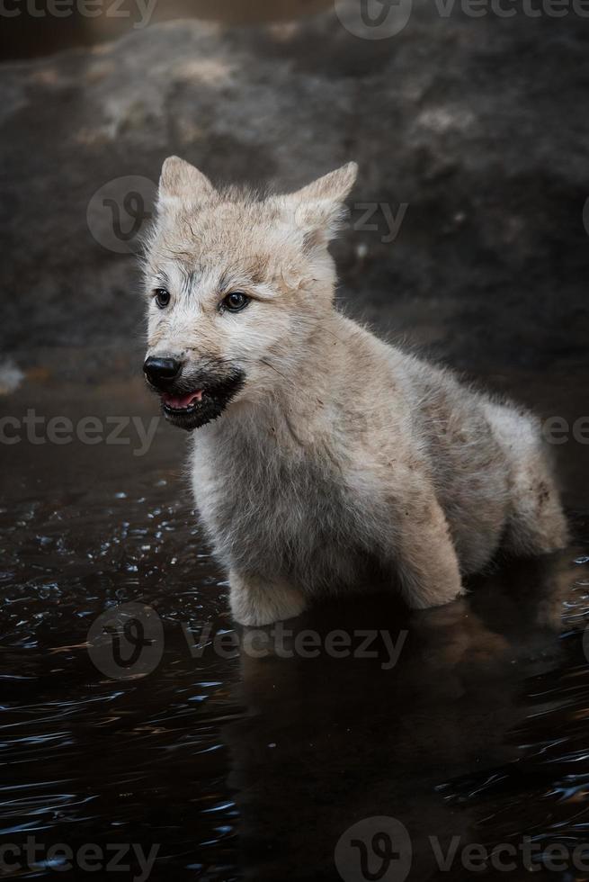 lindo animal lobo ártico na floresta foto