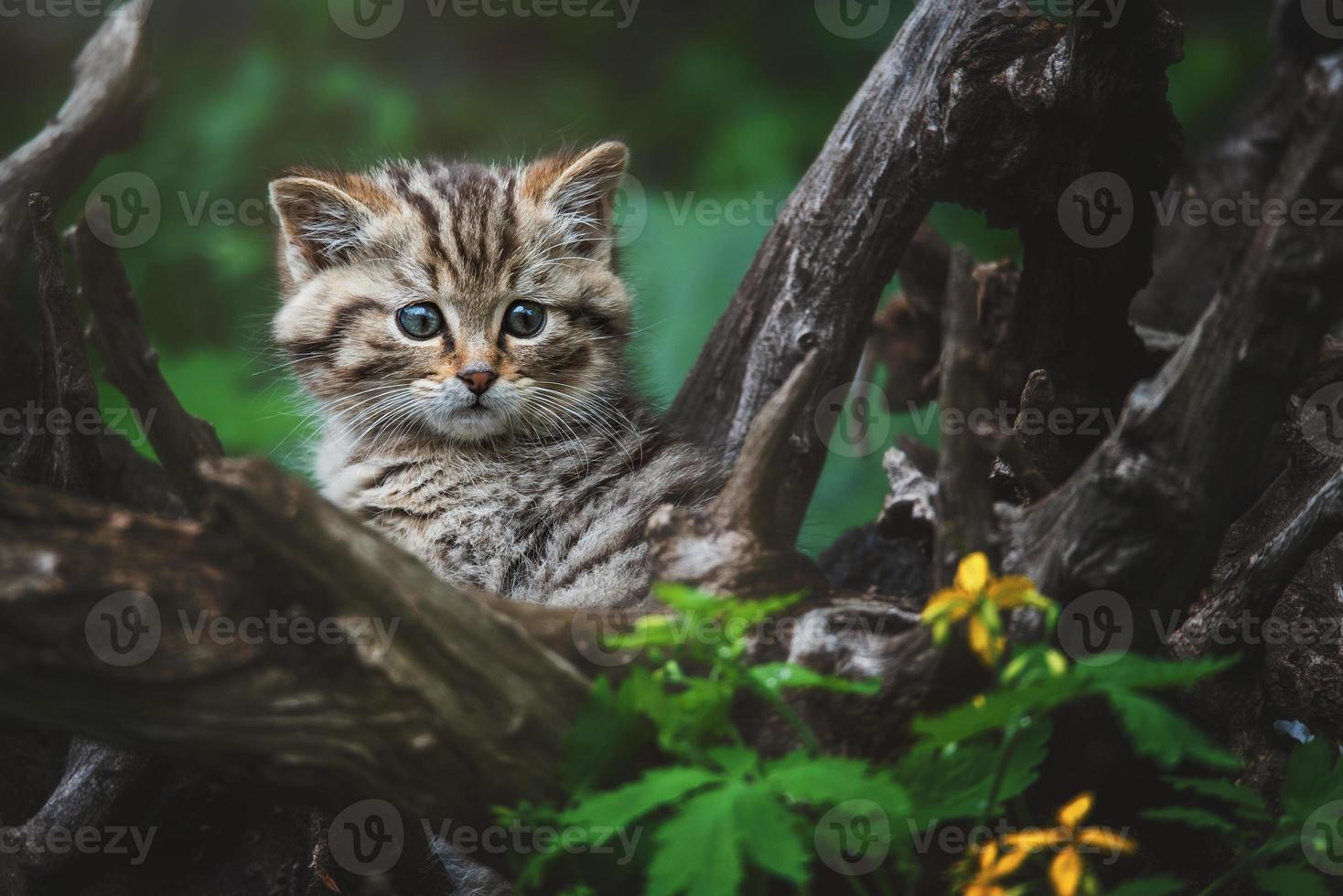 detalhe gato selvagem europeu retrato gato gatinho foto