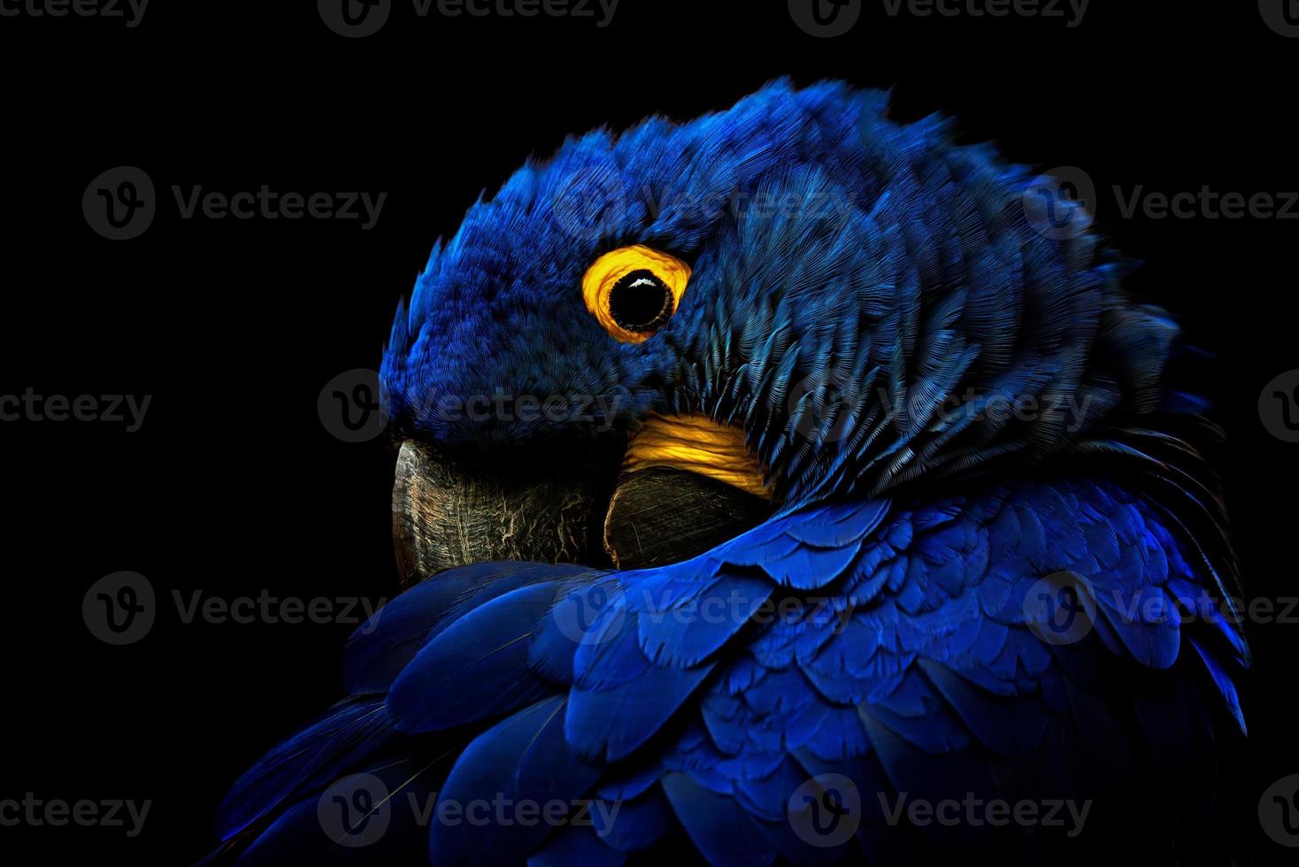 o retrato detalhado da arara-azul em fundo preto foto