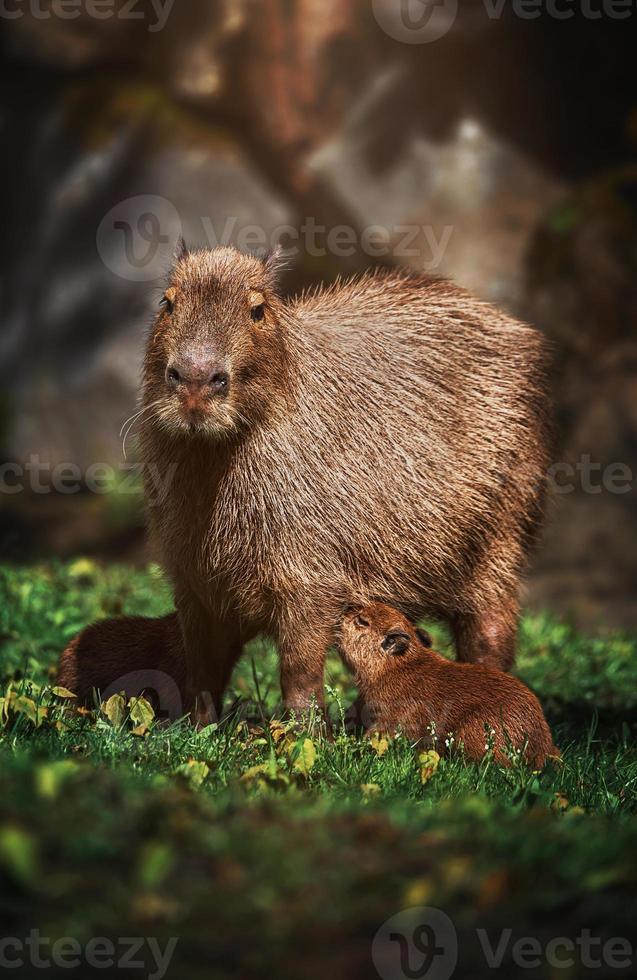 mãe capivara com bebê foto