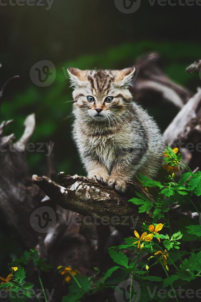 detalhe gato selvagem europeu felis silvestris retrato gato gatinho foto