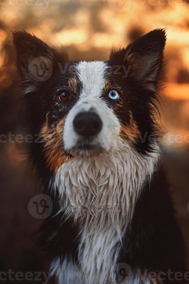 retrato de detalhe de border collie na grama foto