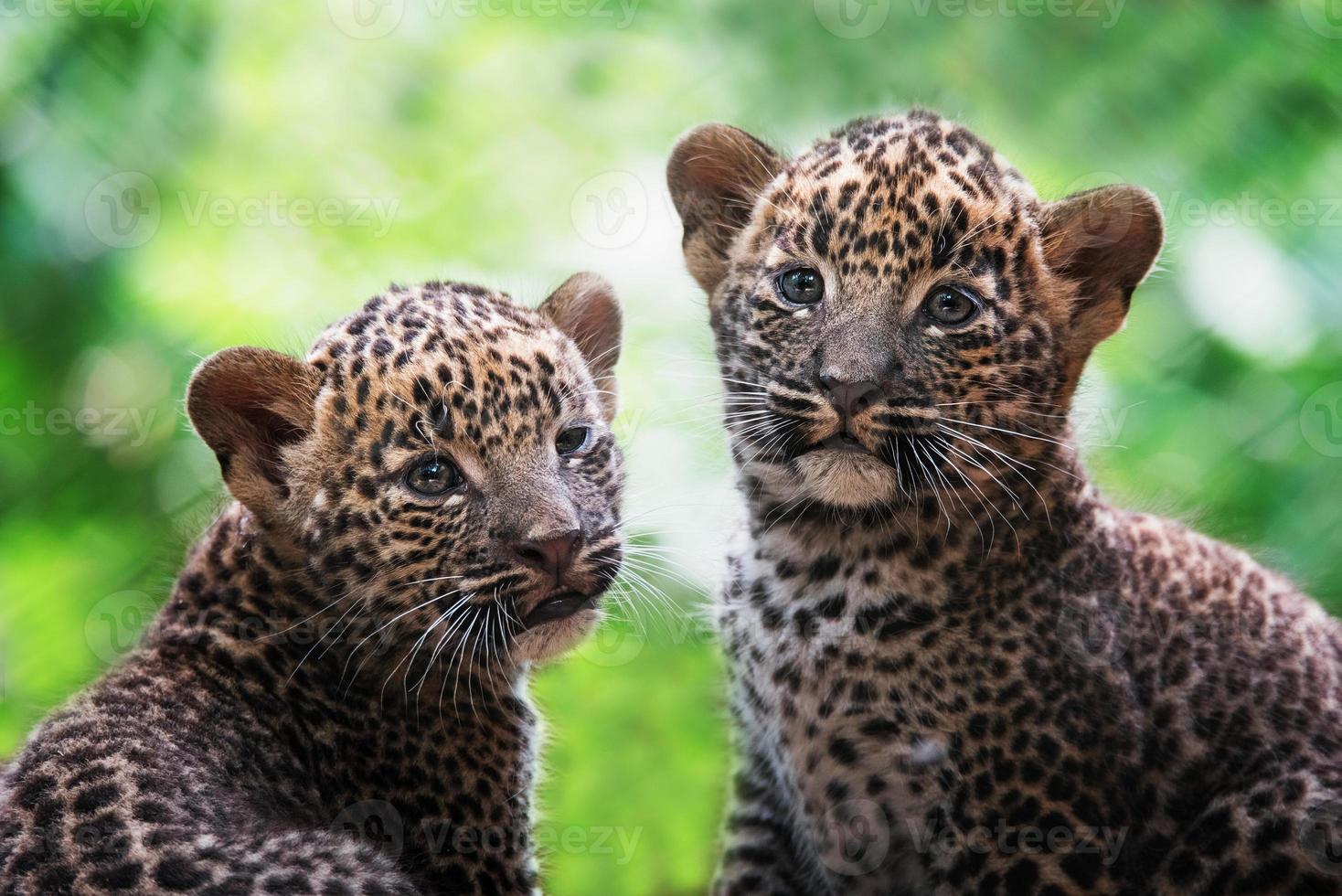 retrato de detalhes de leopardo panthera pardus kotiya do Ceilão foto