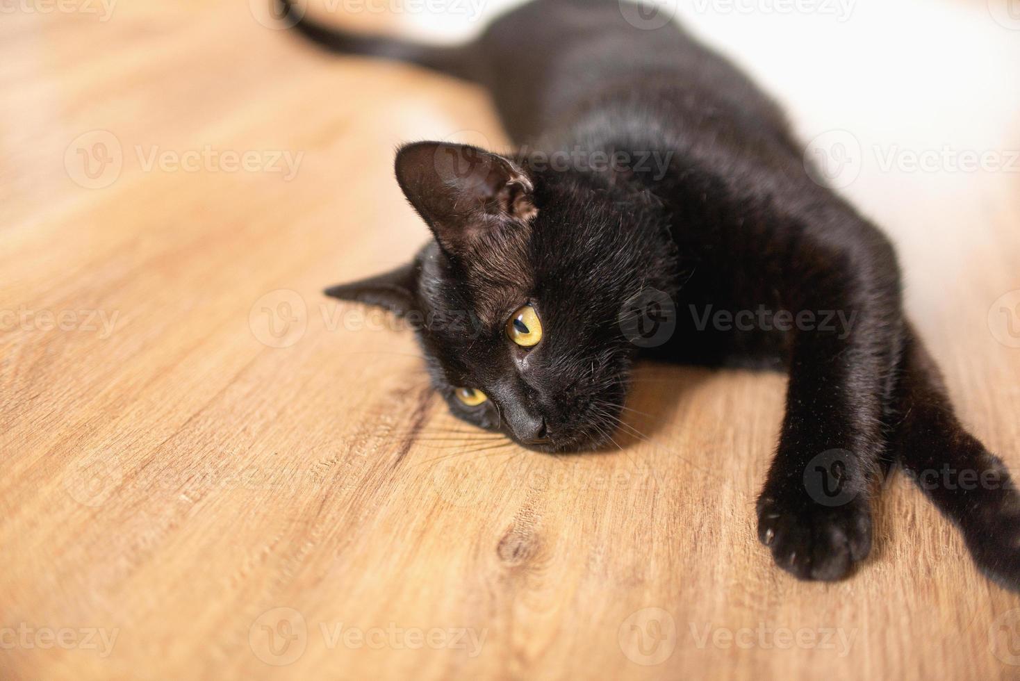 gato preto com olhos amarelos deitado de lado, pernas estendidas foto