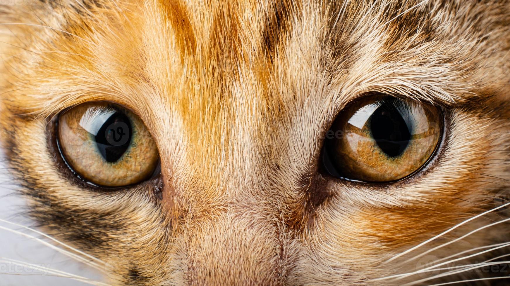 olhos de gato close-up, aparência de gato de estimação foto