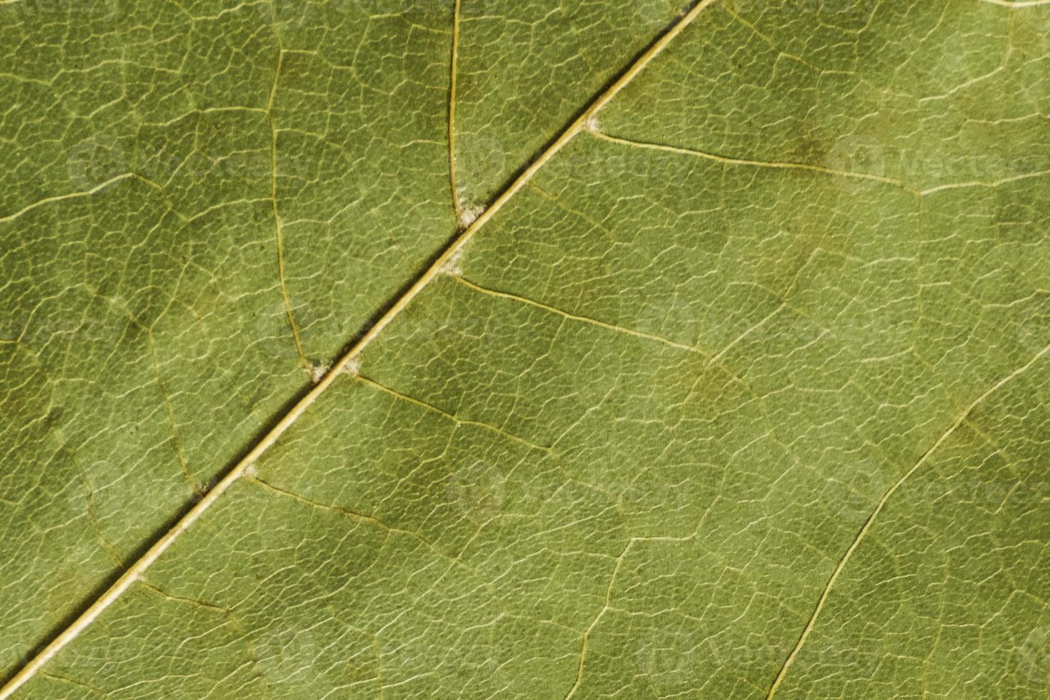 textura verde de uma folha seca foto