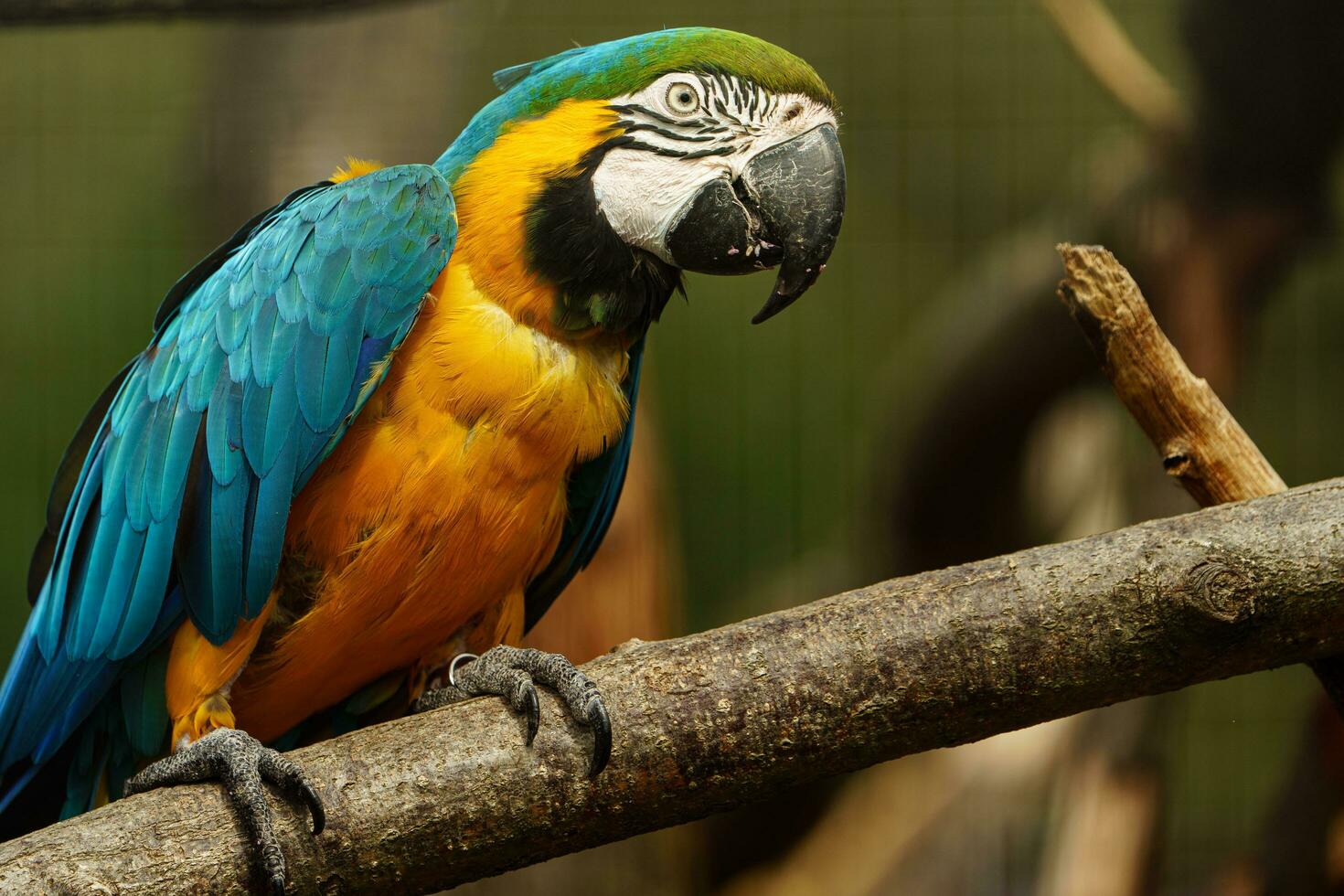 azul e amarelo arara dentro jardim zoológico foto