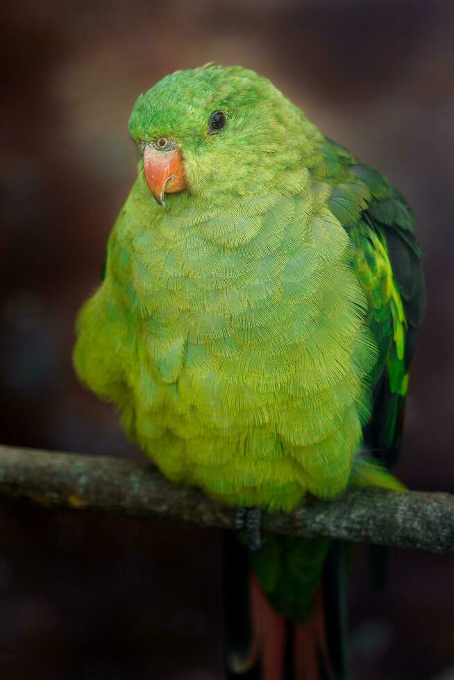 retrato do regente papagaio dentro jardim zoológico foto