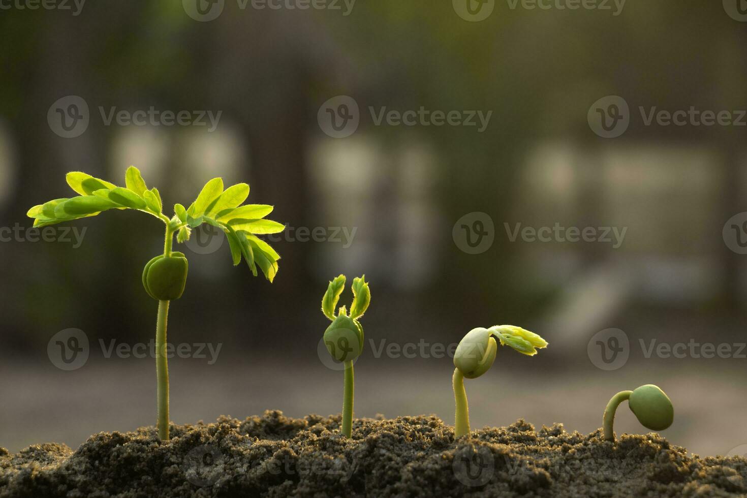 as plantas de sementes estão crescendo. elas estão crescendo passo a passo. uma tem raiz e cresce sob o solo e a outra semente tem folhas. elas estão crescendo entre a luz solar. foto nova vida e conceito crescente.