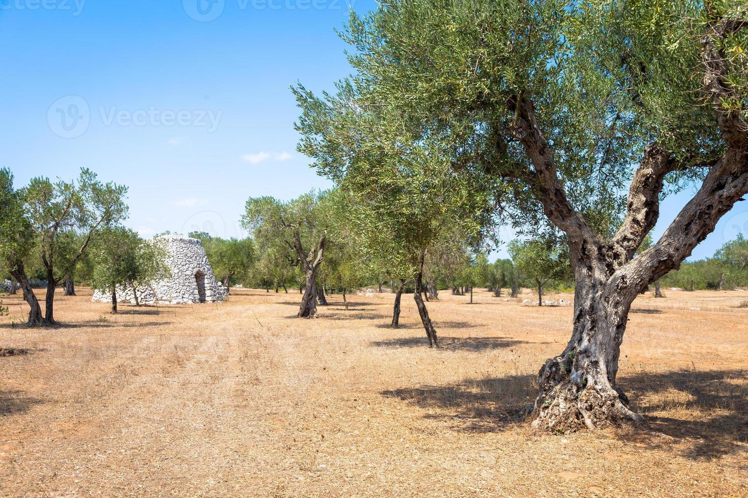 região de puglia, itália. armazém tradicional feito de pedra foto