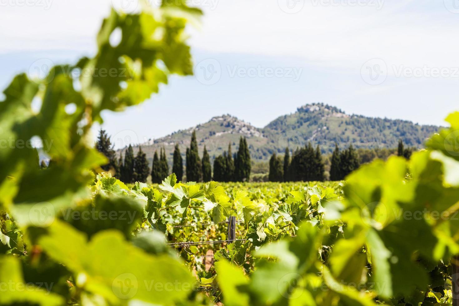 vinha provence provence foto