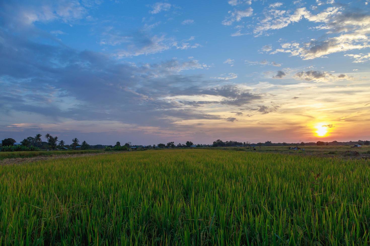 campos de arroz e vista do céu ao pôr do sol foto