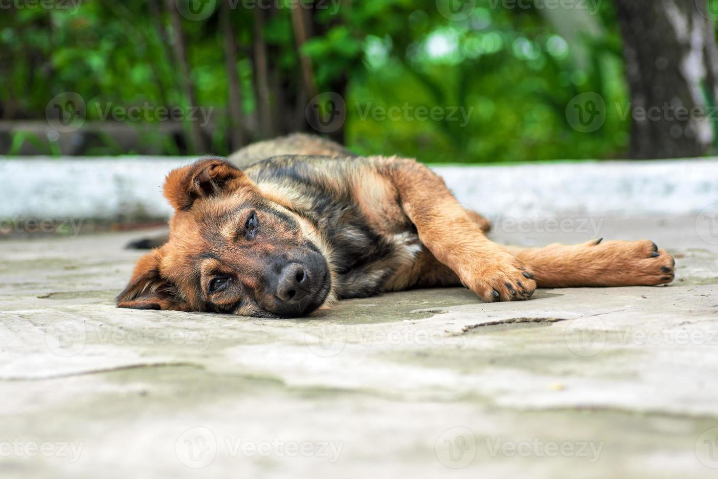 cachorro vadio deitado na calçada foto