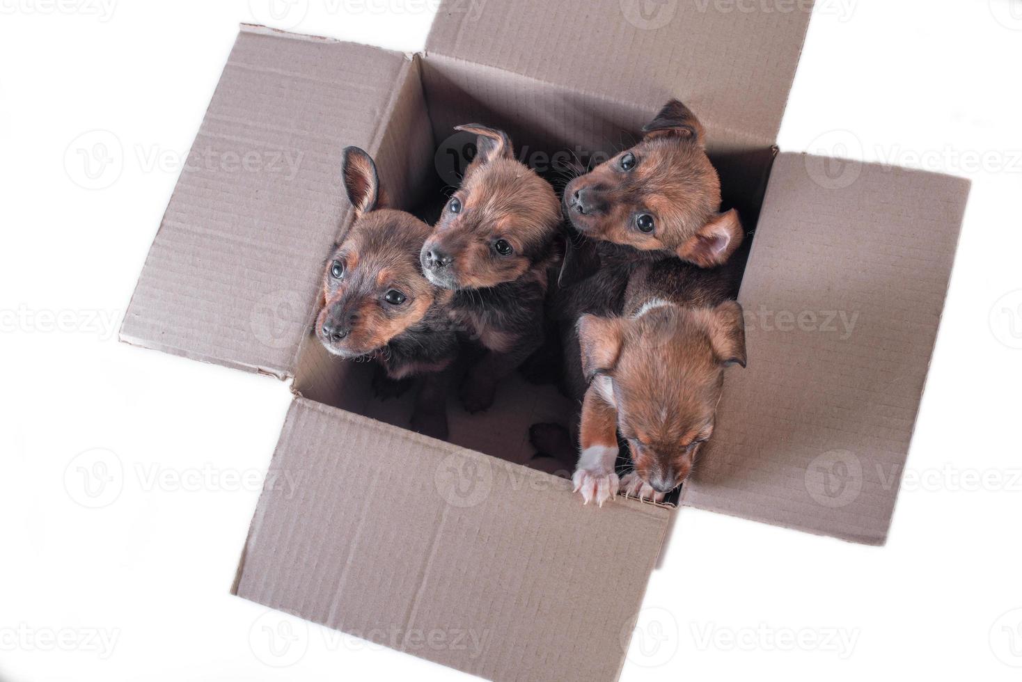 quatro filhotes exangues em uma caixa de papelão em um fundo branco foto