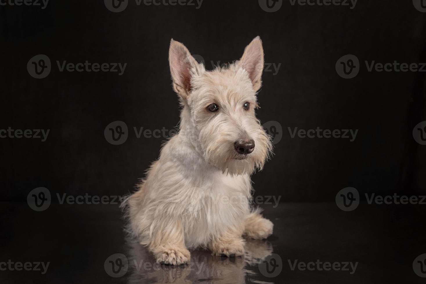 filhote de cachorro scottish terrier branco em um fundo escuro foto