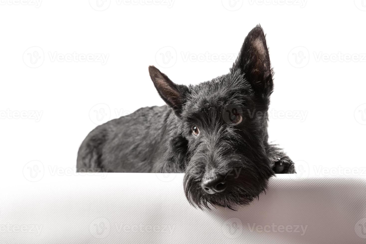 filhote de cachorro scottish terrier preto em um fundo branco foto