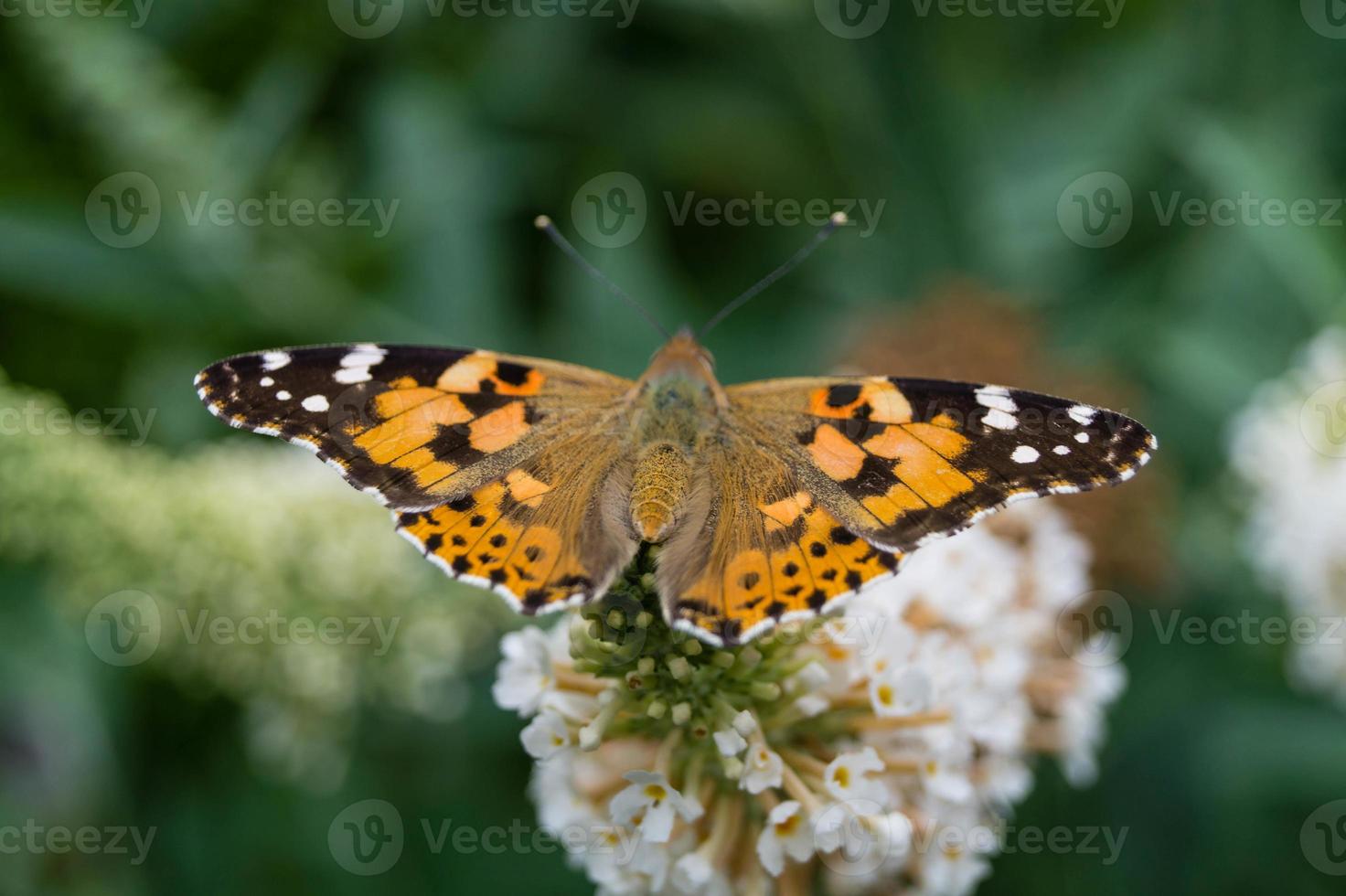 borboleta vanessa cardui ou cynthia cardui no jardim foto