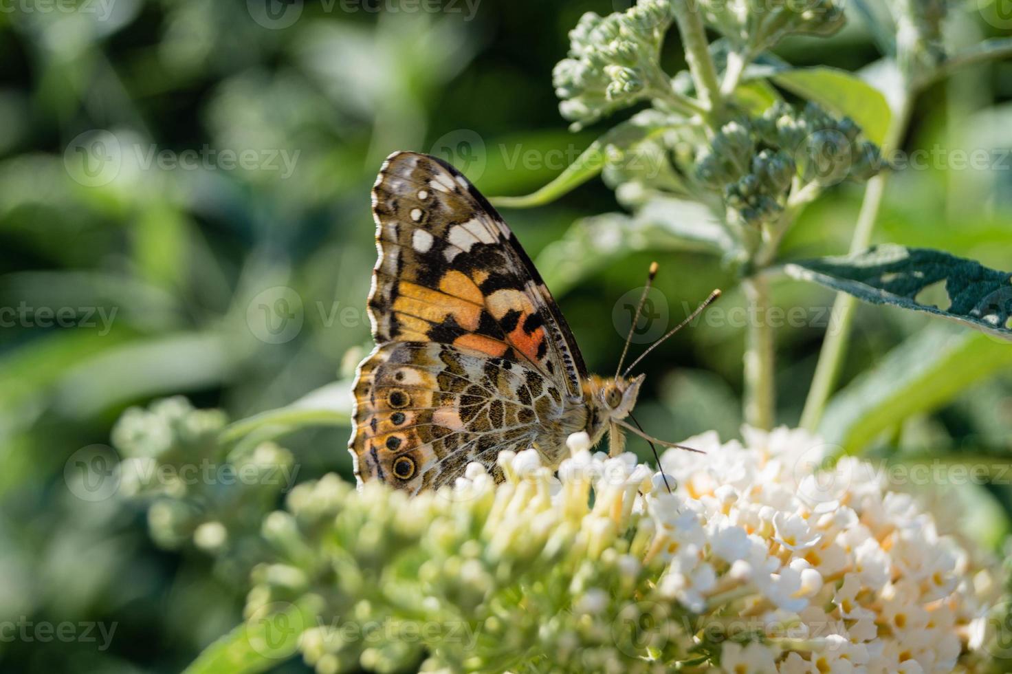 borboleta vanessa cardui ou cynthia cardui no jardim foto