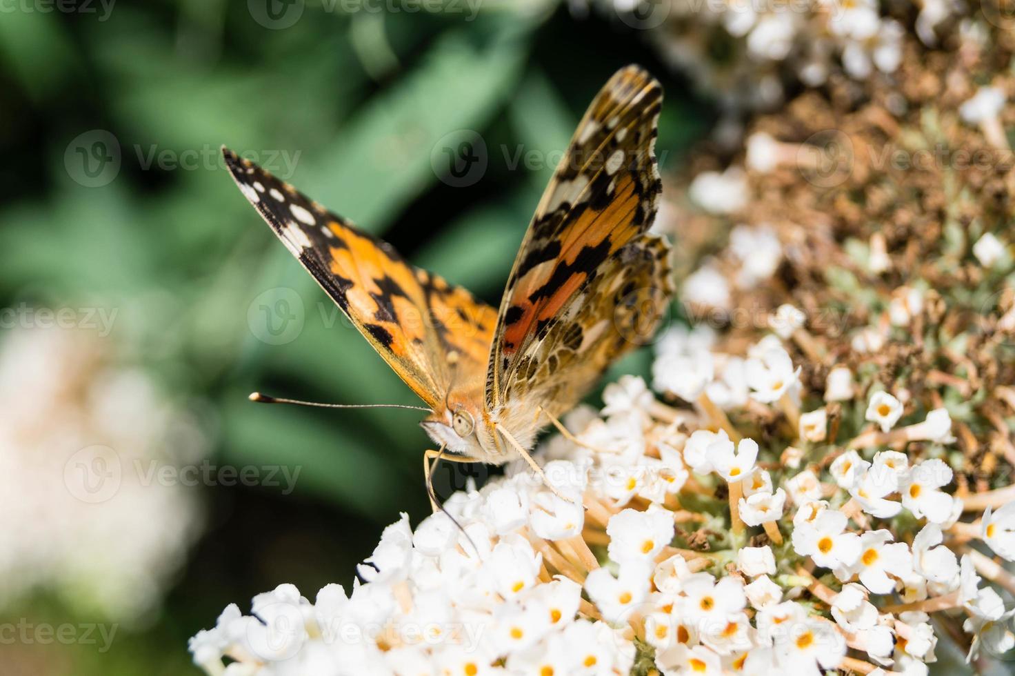 borboleta vanessa cardui ou cynthia cardui no jardim foto